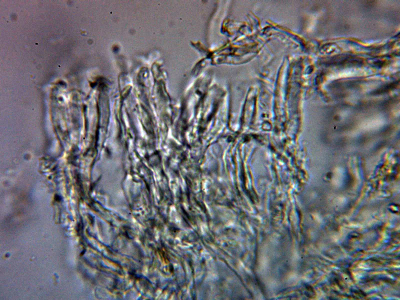 Aiuta con un corticale hydnoide